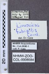 Etiketten zu Gambrinus fulvipilis (NHMW-ZOO-COL-0008584)